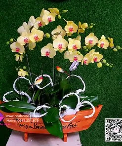 Sản phẩm dat hoa kahi truong quan 4 247x296 — Công Ty TNHH Hoa Lan TODA — MST 0313296115