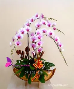 Sản phẩm chau hoa lan ho diep chuc mung khai truong phu quy tai loc 247x296 — Công Ty TNHH Hoa Lan TODA — MST 0313296115