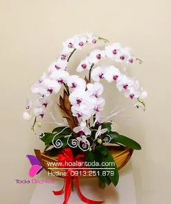 Sản phẩm hoa khai truong de ban 247x296 — Công Ty TNHH Hoa Lan TODA — MST 0313296115