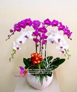 Sản phẩm hoa mung tho mẹ 247x296 — Công Ty TNHH Hoa Lan TODA — MST 0313296115