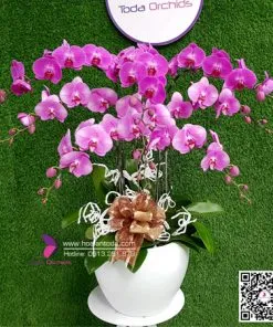 Sản phẩm hoa tang nguoi yeu ngay le tinh nhan 14 2 247x296 — Công Ty TNHH Hoa Lan TODA — MST 0313296115
