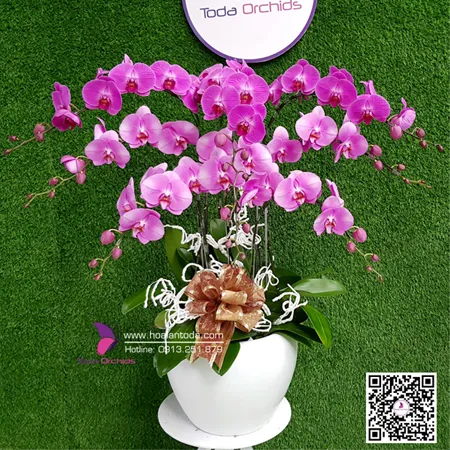 Sản phẩm hoa tang nguoi yeu ngay le tinh nhan 14 2 — Công Ty TNHH Hoa Lan TODA — MST 0313296115