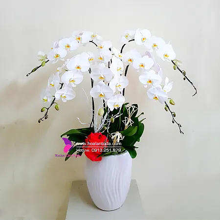 Sản phẩm tang hoa sinh nhat cho sep nam — Công Ty TNHH Hoa Lan TODA — MST 0313296115
