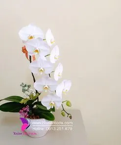 Sản phẩm chau hoa lan ho diep trang 1 canh 247x296 — Công Ty TNHH Hoa Lan TODA — MST 0313296115