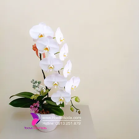 Sản phẩm chau hoa lan ho diep trang 1 canh — Công Ty TNHH Hoa Lan TODA — MST 0313296115