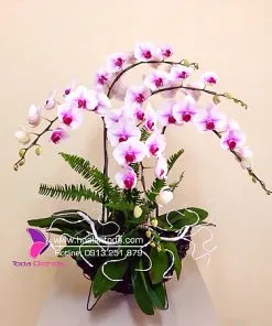 Sản phẩm chau hoa lan sac hoa yeu thuong 247x296 — Công Ty TNHH Hoa Lan TODA — MST 0313296115