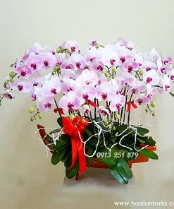 Sản phẩm chau hoa trang tri van phong 247x296 — Công Ty TNHH Hoa Lan TODA — MST 0313296115