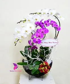 Sản phẩm gio hoa lan chuc mung khai truong dep gia re tphcm 247x296 — Công Ty TNHH Hoa Lan TODA — MST 0313296115