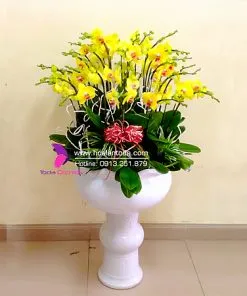 Sản phẩm hoa chung tet chau hoa lan ho diep tet 247x296 — Công Ty TNHH Hoa Lan TODA — MST 0313296115