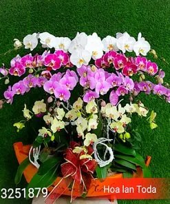 Sản phẩm hoa khai truong thuan buom xuoi gio 247x296 — Công Ty TNHH Hoa Lan TODA — MST 0313296115
