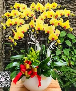 Sản phẩm lan ho diep hoa trung bai phong khach dep sang trong 247x296 — Công Ty TNHH Hoa Lan TODA — MST 0313296115