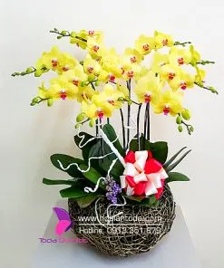Sản phẩm chau hoa canh en mua xuan ngay tet 247x296 — Công Ty TNHH Hoa Lan TODA — MST 0313296115