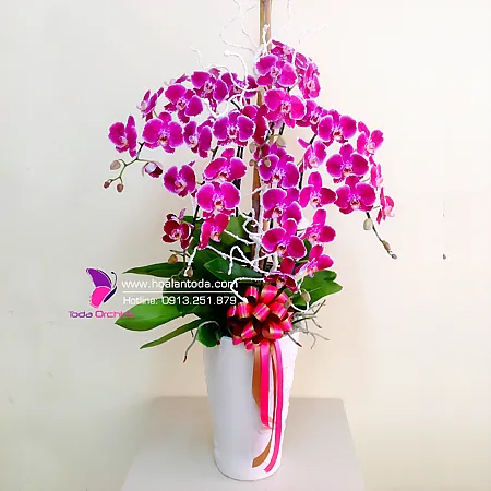 Sản phẩm hoa lan ho diep lam qua tang sang trong y nghia — Công Ty TNHH Hoa Lan TODA — MST 0313296115