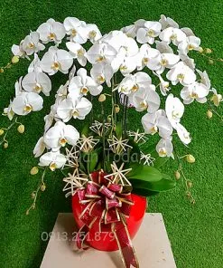 Sản phẩm hoa mung tho cha me gia dinh sum vay 247x296 — Công Ty TNHH Hoa Lan TODA — MST 0313296115