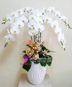 Sản phẩm lan ho diep cay canh de ban van phong dep sang trong 247x296 — Công Ty TNHH Hoa Lan TODA — MST 0313296115