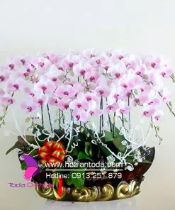 Sản phẩm thuyen hoa lan ho diep 247x296 — Công Ty TNHH Hoa Lan TODA — MST 0313296115