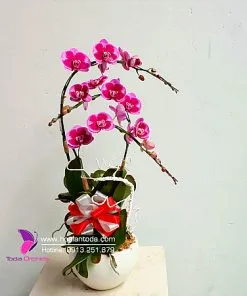 Sản phẩm vong tay yeu thuong 247x296 — Công Ty TNHH Hoa Lan TODA — MST 0313296115
