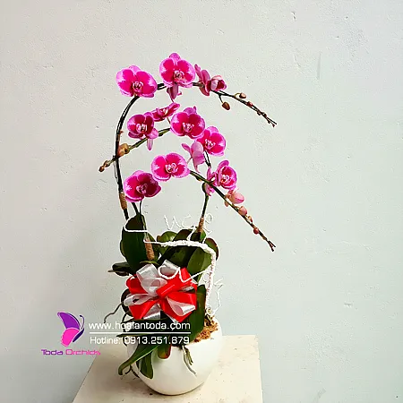 Sản phẩm vong tay yeu thuong — Công Ty TNHH Hoa Lan TODA — MST 0313296115