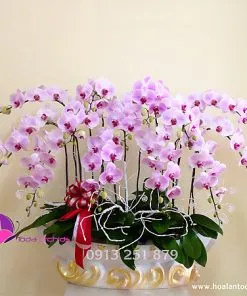 Sản phẩm chau hoa khai truong thuyen hoa vuon xa 247x296 — Công Ty TNHH Hoa Lan TODA — MST 0313296115