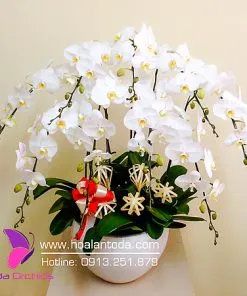 Sản phẩm chau hoa lan canh buom yeu thuong 247x296 — Công Ty TNHH Hoa Lan TODA — MST 0313296115