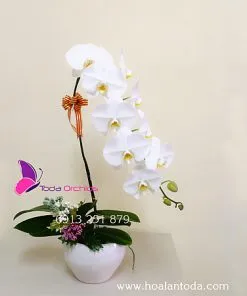 Sản phẩm chau hoa lan ho diep 1 canh trang 247x296 — Công Ty TNHH Hoa Lan TODA — MST 0313296115