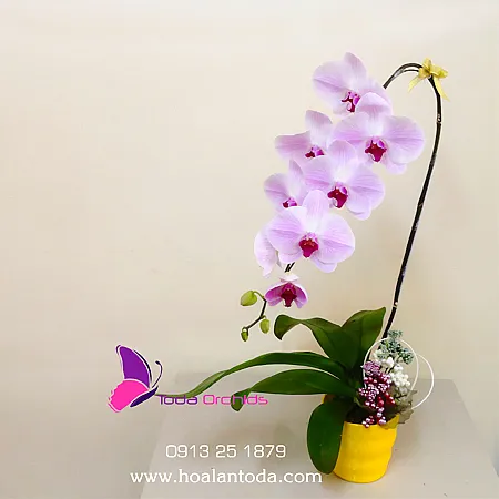 Sản phẩm chau hoa lan ho diep hong 1 canh — Công Ty TNHH Hoa Lan TODA — MST 0313296115