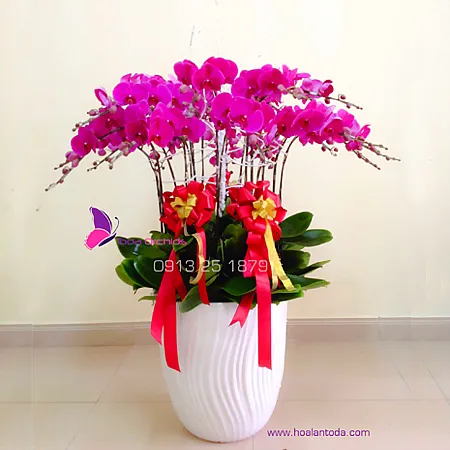 Sản phẩm chau hoa lan loc bat tan huong — Công Ty TNHH Hoa Lan TODA — MST 0313296115