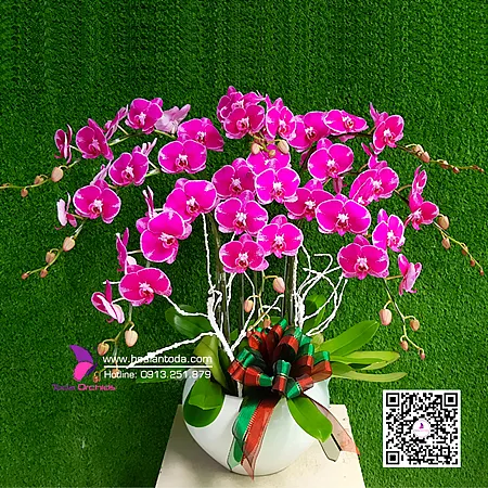 Sản phẩm hoa tang nguoi yeu nhan gui yeu thuong thay loi muon noi — Công Ty TNHH Hoa Lan TODA — MST 0313296115