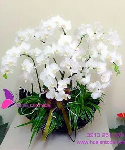 Sản phẩm lan ho diep mini de ban 247x296 — Công Ty TNHH Hoa Lan TODA — MST 0313296115