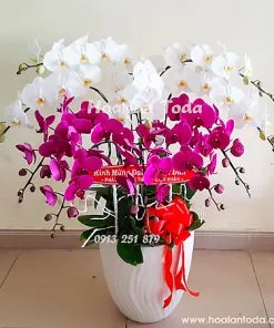 Sản phẩm hoa chuc mung khai truong nha hang 247x296 — Công Ty TNHH Hoa Lan TODA — MST 0313296115
