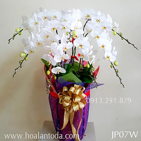 Sản phẩm nghe thuat cam hoa lan theo phong cach nhat ban — Công Ty TNHH Hoa Lan TODA — MST 0313296115