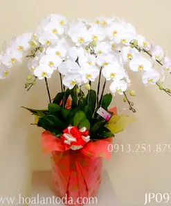 Sản phẩm chau lan ho diep trang sac mau tinh yeu 247x296 — Công Ty TNHH Hoa Lan TODA — MST 0313296115