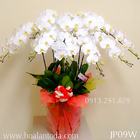 Sản phẩm chau lan ho diep trang sac mau tinh yeu — Công Ty TNHH Hoa Lan TODA — MST 0313296115