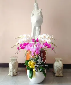 Sản phẩm dang hoa kinh me 247x296 — Công Ty TNHH Hoa Lan TODA — MST 0313296115