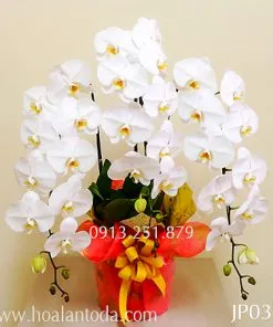 Sản phẩm hoa lan ho diep trang chau 3 canh kieu nhat 247x296 — Công Ty TNHH Hoa Lan TODA — MST 0313296115