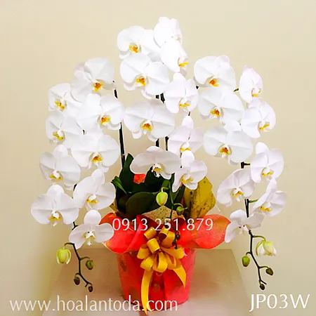 Sản phẩm hoa lan ho diep trang chau 3 canh kieu nhat — Công Ty TNHH Hoa Lan TODA — MST 0313296115