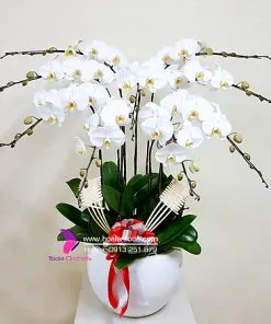 Sản phẩm hoa phong lan ho diep trang chau 9 canh 247x296 — Công Ty TNHH Hoa Lan TODA — MST 0313296115