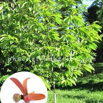 Sản phẩm small.cay dau rai — Công Ty TNHH Cảnh Quan Phương Trung — MST 0313303179
