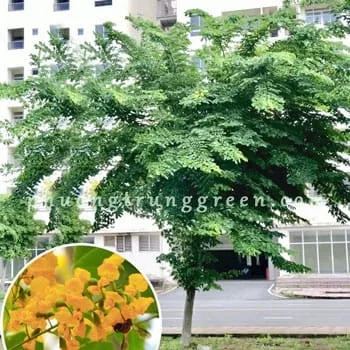 Sản phẩm small.cay giang huong — Công Ty TNHH Cảnh Quan Phương Trung — MST 0313303179