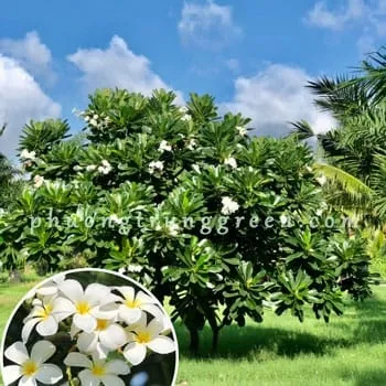 Sản phẩm small.cay su dai — Công Ty TNHH Cảnh Quan Phương Trung — MST 0313303179