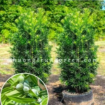 Sản phẩm small.cay van nien tung — Công Ty TNHH Cảnh Quan Phương Trung — MST 0313303179