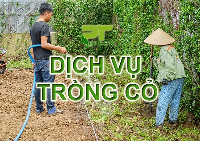 Sản phẩm dich vu trong co — Công Ty TNHH Cảnh Quan Phương Trung — MST 0313303179