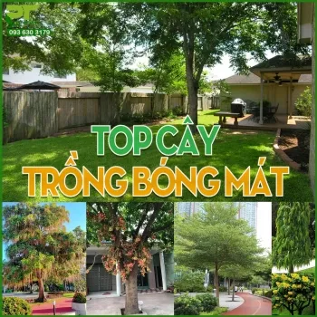 Sản phẩm small.top cay bong mat — Công Ty TNHH Cảnh Quan Phương Trung — MST 0313303179