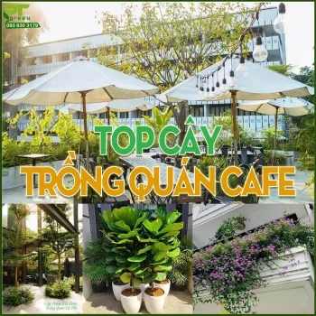 Sản phẩm small.top cay trong quan cafe — Công Ty TNHH Cảnh Quan Phương Trung — MST 0313303179