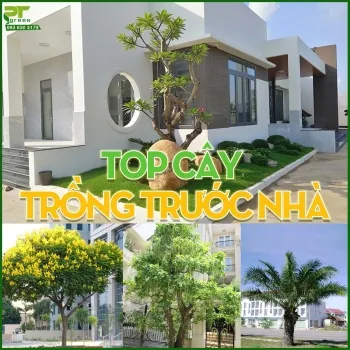 Sản phẩm small.top cay trong truoc nha — Công Ty TNHH Cảnh Quan Phương Trung — MST 0313303179