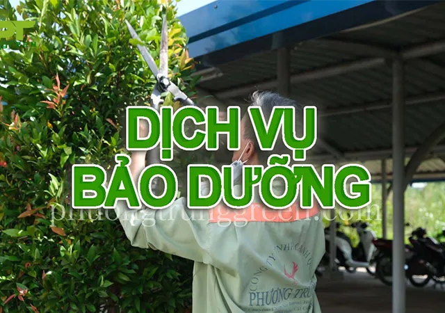 Sản phẩm dich vu bao duong cay xanh — Công Ty TNHH Cảnh Quan Phương Trung — MST 0313303179