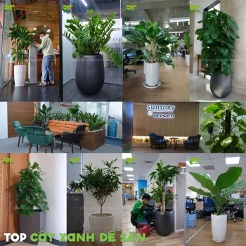 Sản phẩm small.top cay xanh de san — Công Ty TNHH Cảnh Quan Phương Trung — MST 0313303179