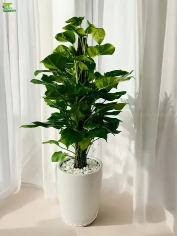 Sản phẩm small.cay trau ba leo cot — Công Ty TNHH Cảnh Quan Phương Trung — MST 0313303179