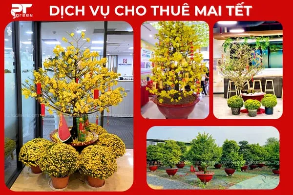 Sản phẩm dich vu cho thue cay mai — Công Ty TNHH Cảnh Quan Phương Trung — MST 0313303179