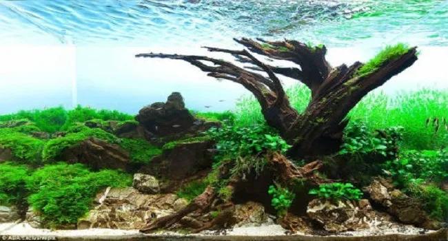 Sản phẩm ho thuy sinh dep — Thiết Bị Bể Bơi Nhà Việt - Công Ty TNHH Thiết Kế Và Xây Dựng Nhà Việt — MST 0313338284